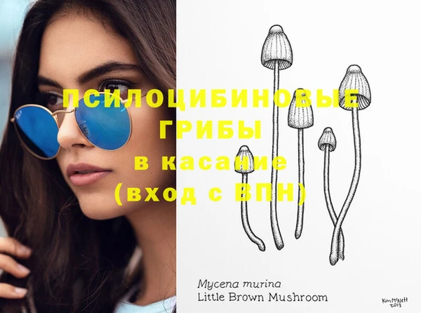 шишки Абаза